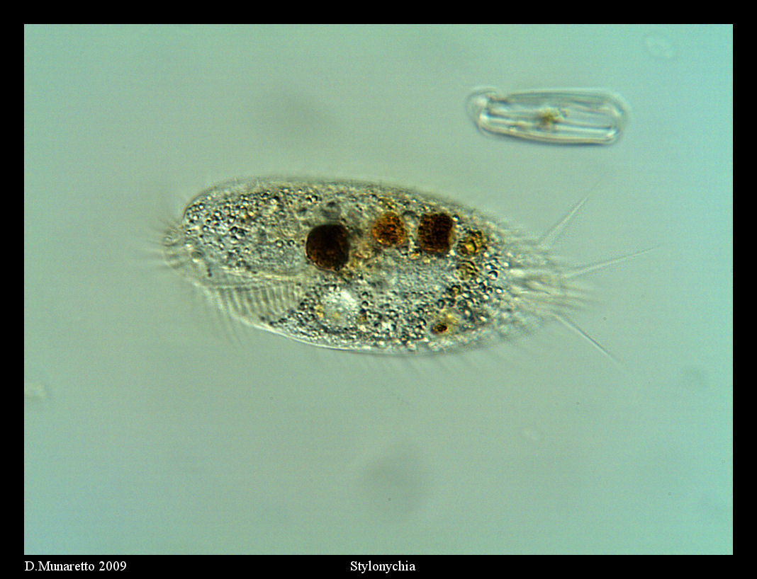 Stylonychia